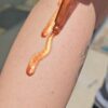 Shimmery gold liquid being applied to skin.